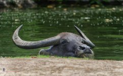 headwater.jpg