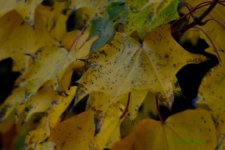 Autumn leaves.jpg