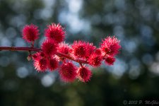 DSC_4585.jpg