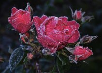 Froze Roze.jpg