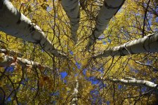 treetops.jpg
