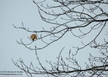 284 Leaf-131012_01.jpg