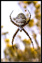 Day285SpiderBandedArgiopeTop.jpg