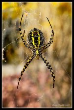 Day285SpiderBandedArgiope.jpg