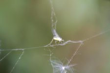 DSC_7007.jpg