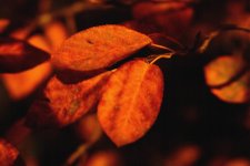 Autumn leaves2.jpg