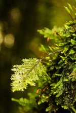 new fern life.jpg