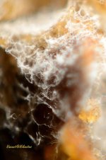 Mold.jpg