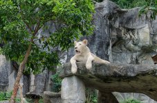 lionrelaxing.jpg