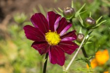 DSC_4692.jpg