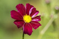 DSC_4693.jpg