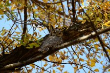 Great Horned Owl 1.JPG