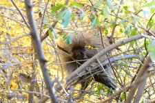 Porcupine Baby.JPG Porcupine Baby.JPG