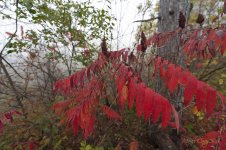 fall colours.jpg