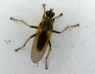 Long-legged fly.jpg