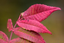 DSC_4713.jpg