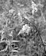 287 Goldenrod-131015-01_01.jpg