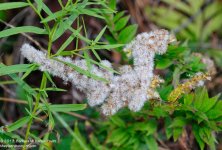 287 Goldenrod-131015-02_01.jpg