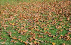 287 Leaves-131015-01_01.jpg
