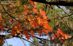 287 Leaves-131015-03_01.jpg