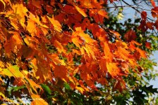 287 Leaves-131015-04_01.jpg
