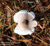 287 Mushroom-131015_01.jpg