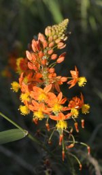 bulbine.jpg