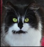 Bella Cropped.jpg