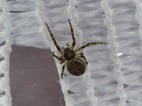 small garden spider.jpg