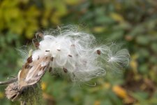 DSC_4738.jpg