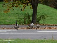 288 Geese-131613-04_01.jpg