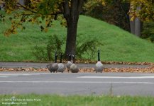 288 Geese-131613-10_01.jpg