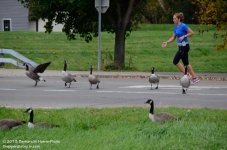288 Geese-131613-18_01.jpg