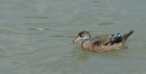 DSC_1502.JPG