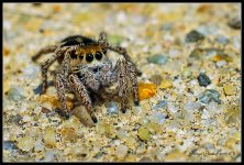 Day290Spider.jpg