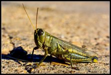 Day290Grasshopper2.jpg