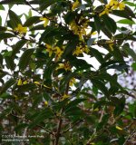 289 Forsythia-1017013-01_01.jpg