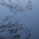 branch at dusk.jpg