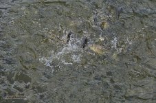 fish-5.jpg