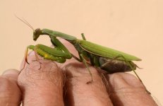 Mantis.jpg