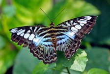 butterfly-2.jpg