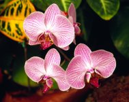 orchids-4.jpg