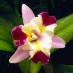 single-orchid.jpg