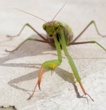 Mantis2.jpg