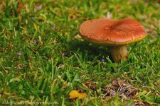DSC_7807.jpg