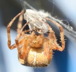Spider and stinkbug.jpg