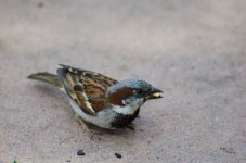 Sparrow with crumb.JPG