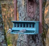 291 Chickadee & Titmouse-131019_01.jpg