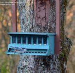 291 Nuthatch-131019-03_01.jpg