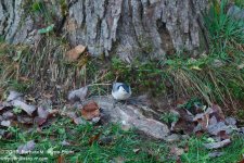 291 Nuthatch-131019-05_1.jpg